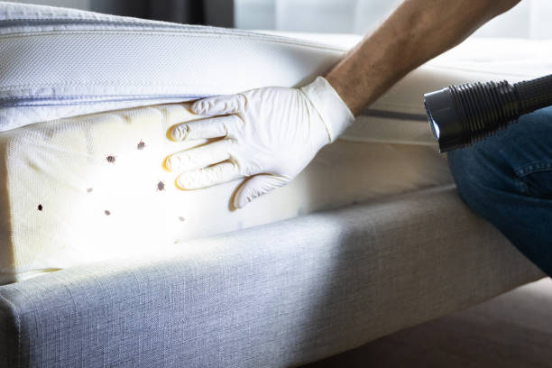 Best Pest Prevention Services  in Fruitvale, CO